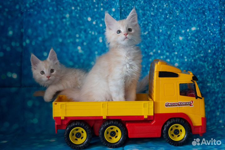 Котята мейн-кун