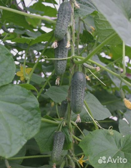 Огурец Ручеек F1 (уд) 10 шт