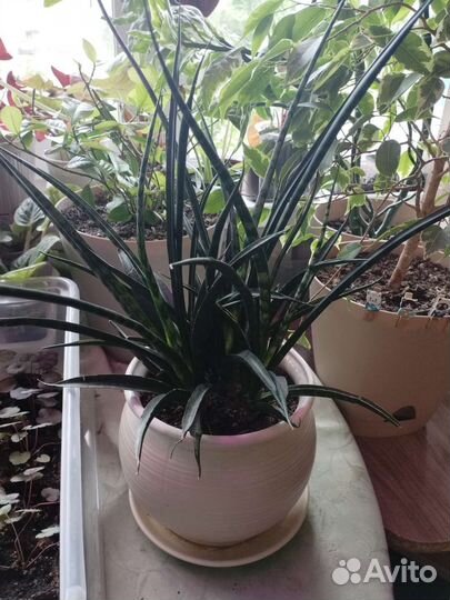 Сансевиерия фернвуд панк