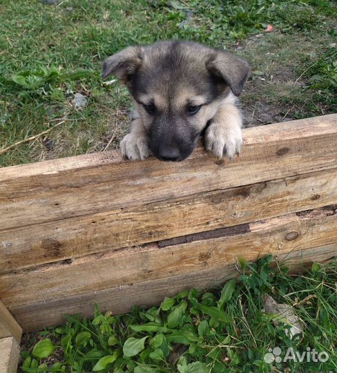 Маленькая собака