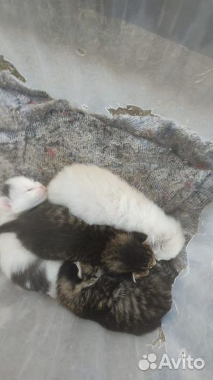 Котята в добрые руки