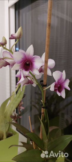 Дендробиум детки отдам