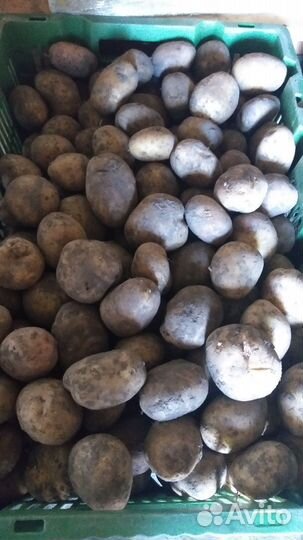 Продам картофель оптом
