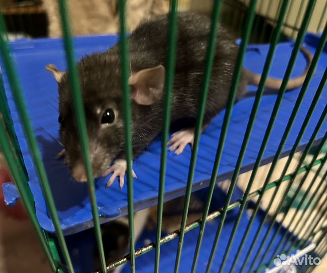 Отдам бесплатно двух крысят-самцов, им 4 месяца