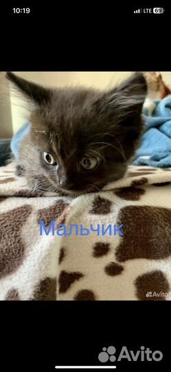 Шотландская