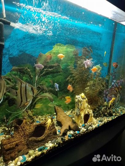 Аквариум с рыбками