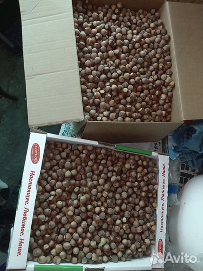 Орехи лесные