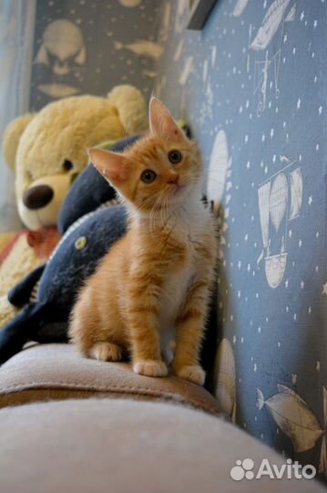 Котёнок милашка в добрые руки
