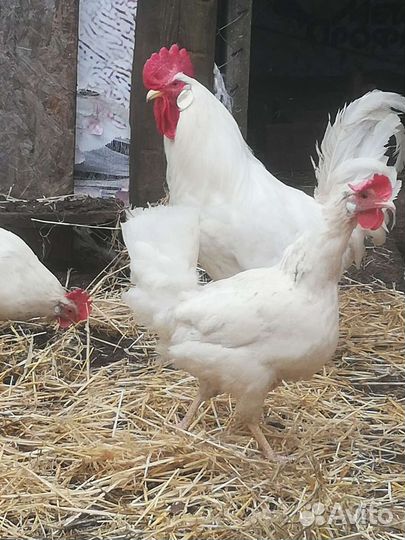 Инкубационное яйцо, порода Леггорн