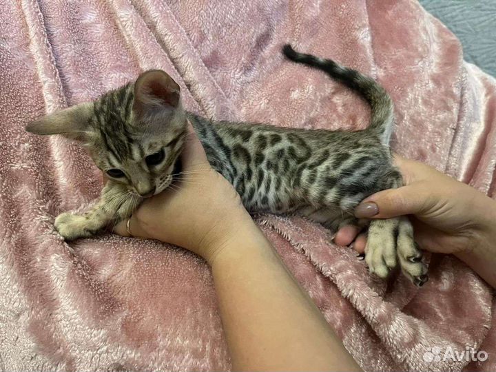 Бенгальская кошка