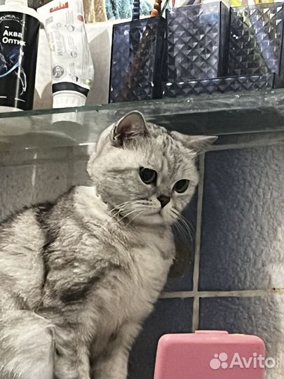 Домашняя кошка