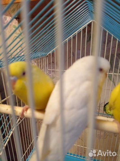 Птенцы волнистый попугай