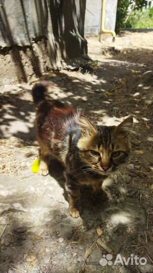 Отдам кота в добрые руки