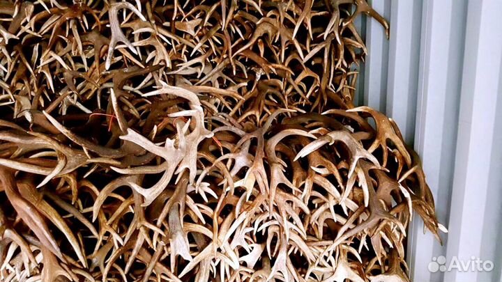 Рога лося, оленя. Прайс по ценам