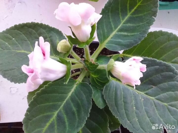 Глоксиния махровая цветущая