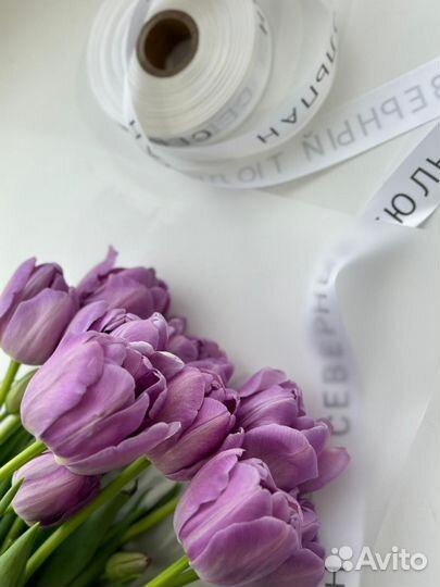 Северный тюльпан