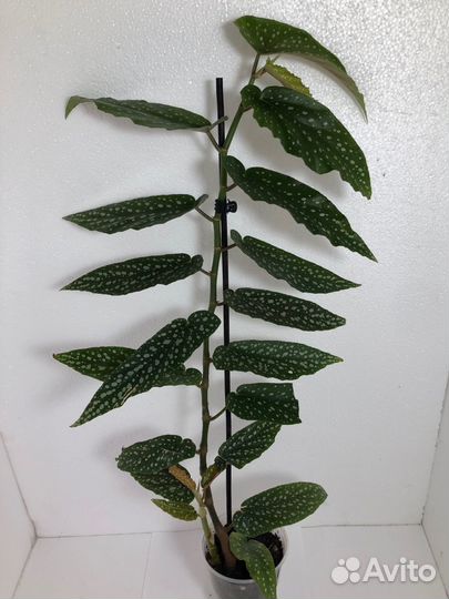 Бегония Гриффон,филодендрон Малай голд и др