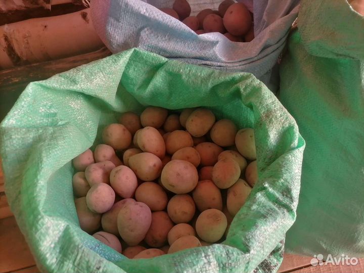 Семенной картофель Рэд Скарлет, Невский, Гала