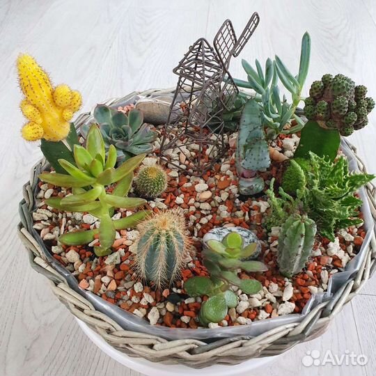 Флорариум суккуленты