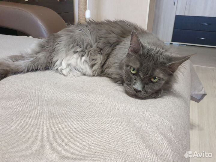 Кошка Лора в дар