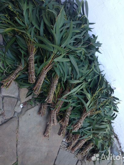 Эвкалиптовые веники для бани и Листья Эвкалипта