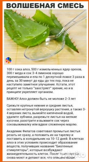 Алоэ Столетник Лечебный