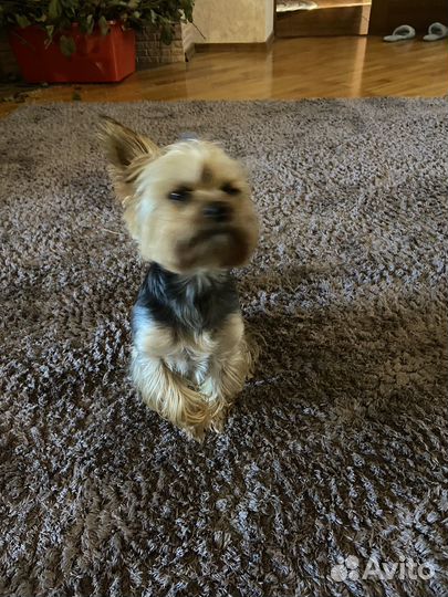 Йоркширский терьер