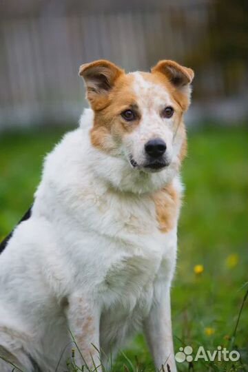 Эля в поисках любящей семьи