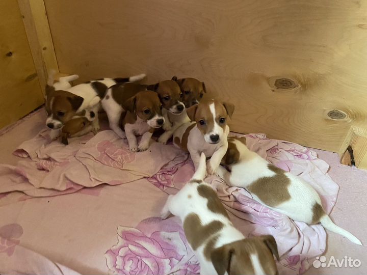 Щенки джек Рассел терьер
