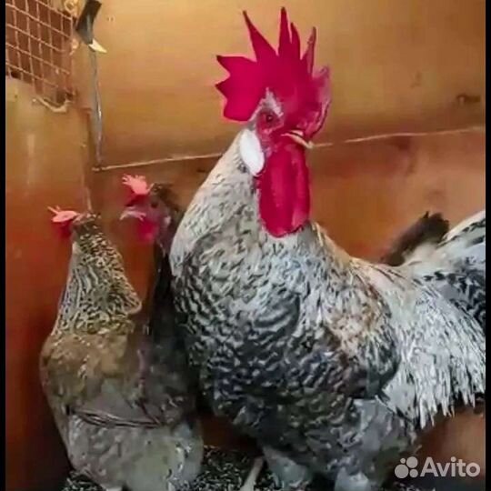 Легбар кремовый инкубационное яйцо