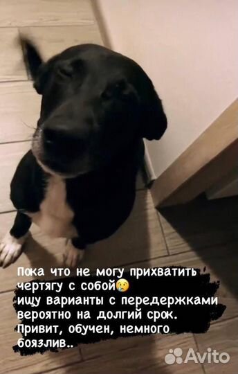 Собака в добрые руки