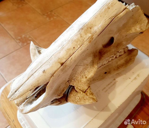 Череп секача