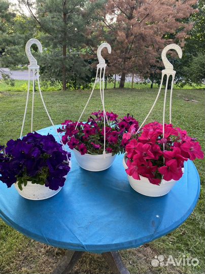 Петуния ампельная в кашпо