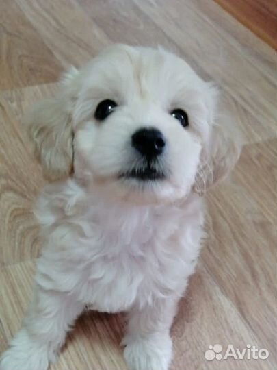 Щенки мальтипу