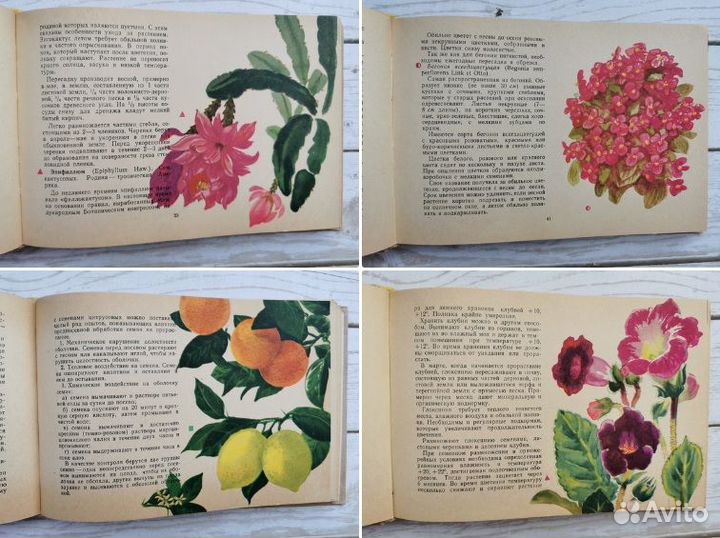 Акварельные иллюстрации комнатных растений в книге