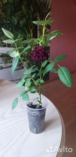 Укорененные черенки розы комнатной. Роза