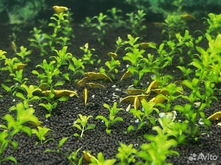 Креветка красный огонь, желтый неон, оранжевые