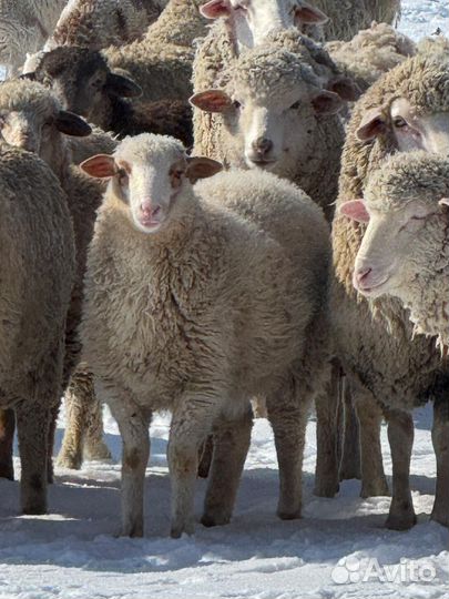 Овцы матки с ягнятами