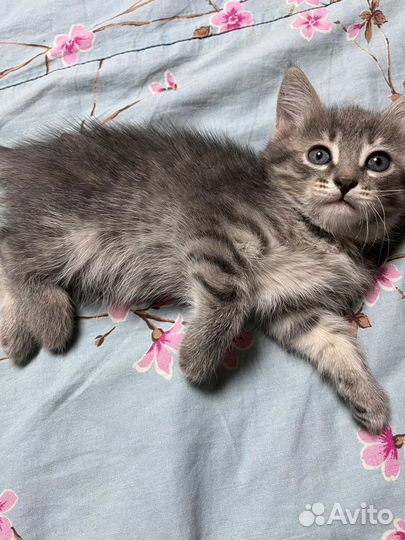 Отдам котят в добрые руки