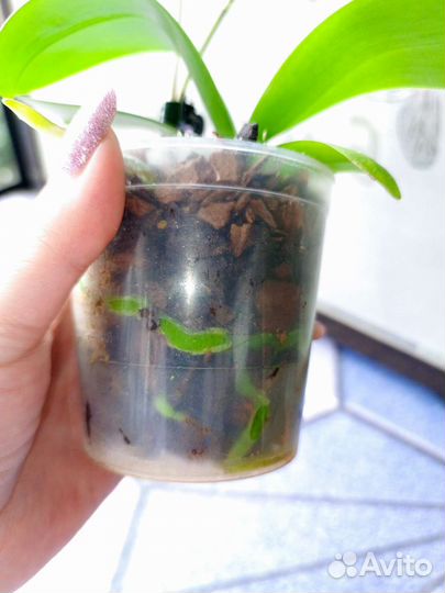 Орхидея фаленопсис SF-12