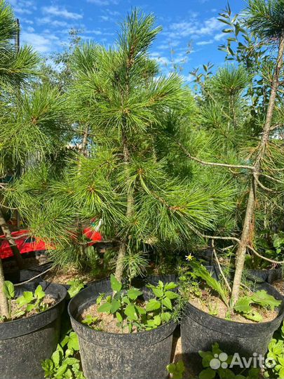 Саженцы кедра