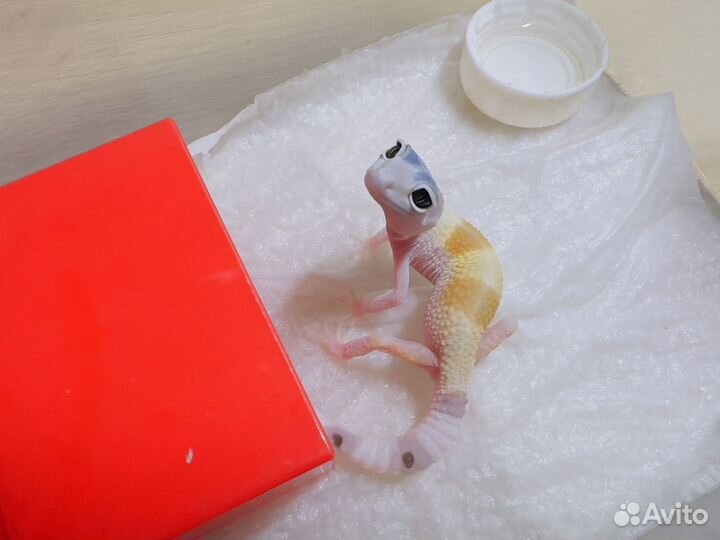 Эублефары малыши