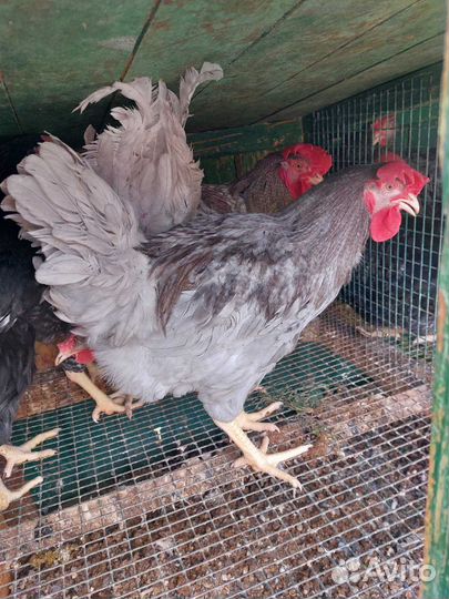 Петухи доминант
