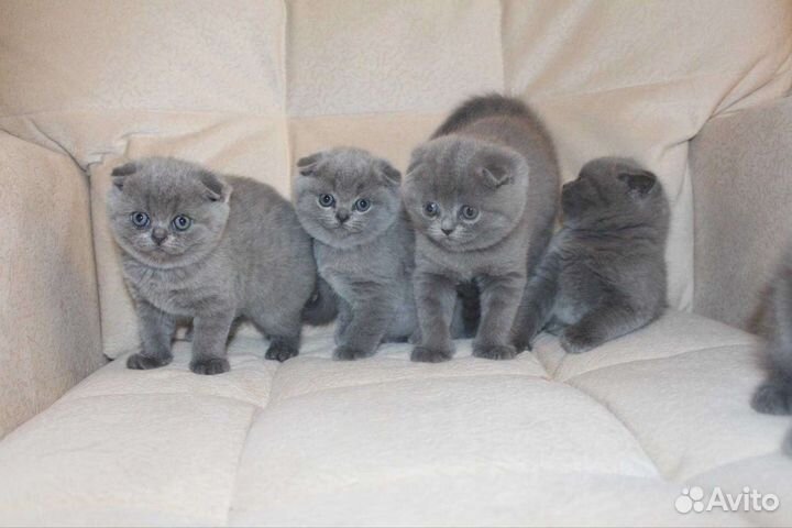 Вислоухие и прямоухие котята с документами