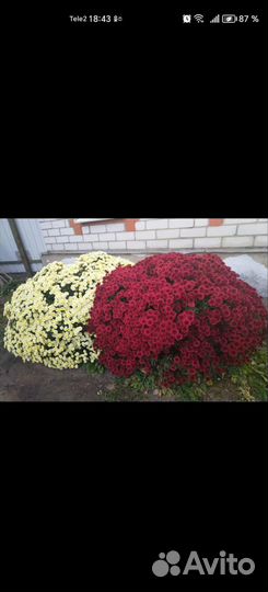 Хризантема мультифлора сортовая