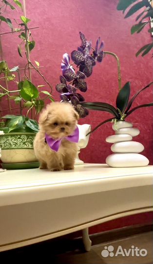 Мальтипу девочки и мальчики