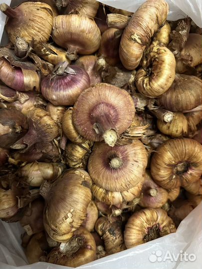 Гладиолусы ассорти