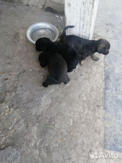 Домашние животные собаки щенки