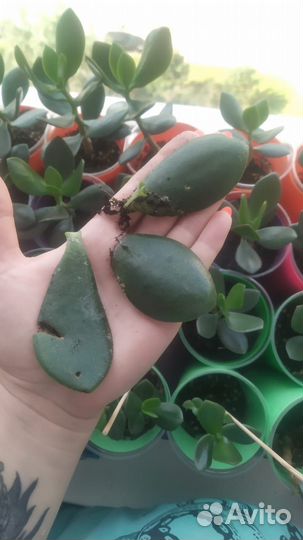 Крассула Толстянка Деревовидная Денежное дерево