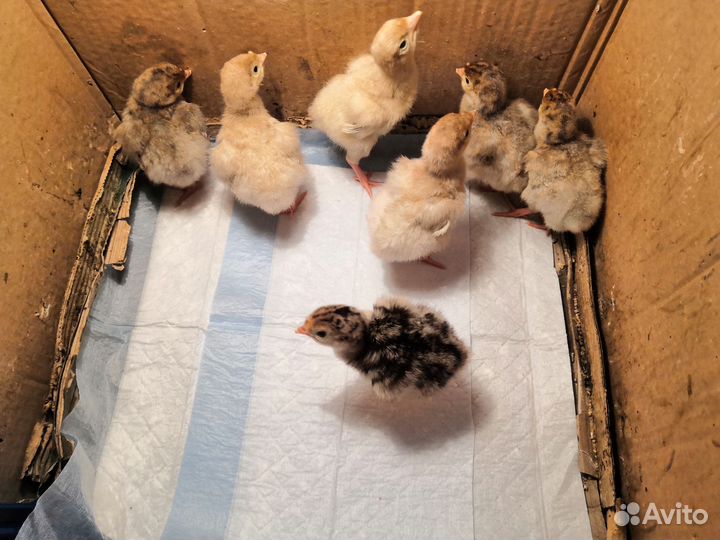 Индюшата широкогрудые домашние